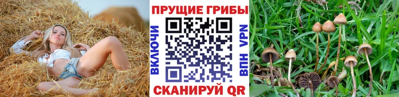 Галлюциногенные грибы мухоморы  omg вход  Черноголовка  где можно купить наркотик 